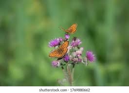 Attēlu rezultāti vaicājumam “Brenthis ino upperside”