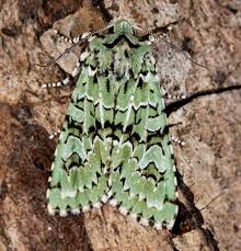 Attēlu rezultāti vaicājumam “Griposia aprilina”