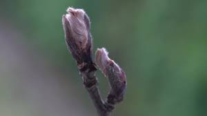 Attēlu rezultāti vaicājumam “Sorbus aucuparia bud”
