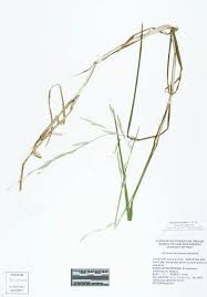 Attēlu rezultāti vaicājumam “Glyceria fluitans leaf”