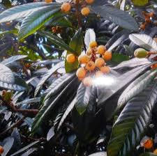 Attēlu rezultāti vaicājumam “Libanotis montana fruit”