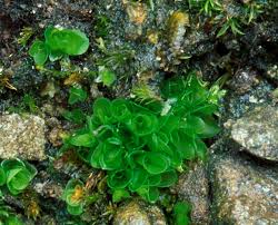 Attēlu rezultāti vaicājumam “Ephemerum serratum”