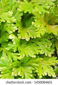 Attēlu rezultāti vaicājumam “Thuidium delicatulum”