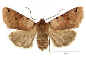 Attēlu rezultāti vaicājumam “Agrochola litura”