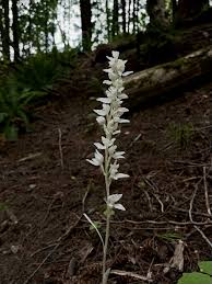 Attēlu rezultāti vaicājumam “Blepharostoma trichophyllum sporophyte”