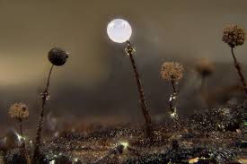 Attēlu rezultāti vaicājumam “Clastodermataceae”