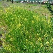 Attēlu rezultāti vaicājumam “Sisymbrium volgense”