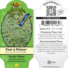 Attēlu rezultāti vaicājumam “Lycogala persicum sessile”