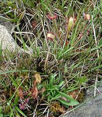 Attēlu rezultāti vaicājumam “Drosera anglica flower”