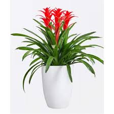 Картинки по запросу гусмания