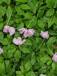 Attēlu rezultāti vaicājumam “Anemone nemorosa”