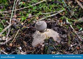Attēlu rezultāti vaicājumam “Geastrum rufescens”