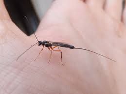 Attēlu rezultāti vaicājumam “Ichneumonidae”