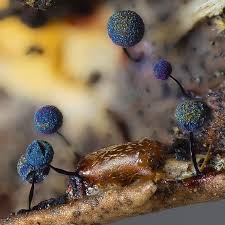 Attēlu rezultāti vaicājumam “Lamproderma pseudomaculatum”