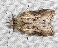 Attēlu rezultāti vaicājumam “Nycteola sp.”