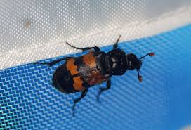 Attēlu rezultāti vaicājumam “Nicrophorus investigator imago”