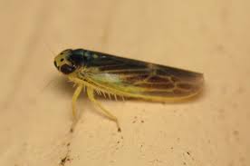 Attēlu rezultāti vaicājumam “Macrosteles nymph”