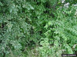 Attēlu rezultāti vaicājumam “Rhamnus cathartica leaf”