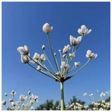 Attēlu rezultāti vaicājumam “Butomus umbellatus bud”