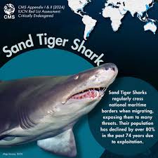 Image result for Carcharias