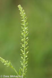 Attēlu rezultāti vaicājumam “Lepidium densiflorum bud”
