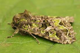 Attēlu rezultāti vaicājumam “Trachea atriplicis”