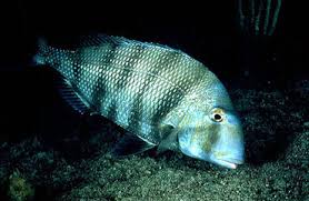 Image result for Carcharhinus acronotus