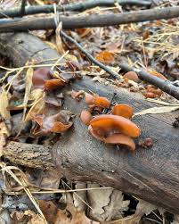 Attēlu rezultāti vaicājumam “Exidia recisa”