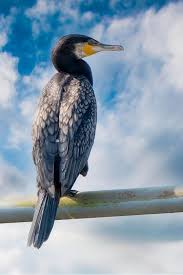 Attēlu rezultāti vaicājumam “Phalacrocorax carbo”