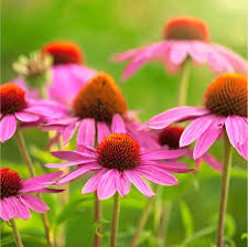 Image result for Echinacea purpurea