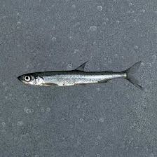 Image result for Osmerus eperlanus