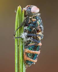 Attēlu rezultāti vaicājumam “Entomophthora”