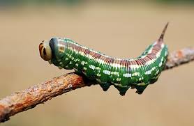 Attēlu rezultāti vaicājumam “Sphinx pinastri”