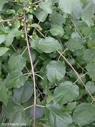 Attēlu rezultāti vaicājumam “Rhamnus cathartica”