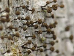 Attēlu rezultāti vaicājumam “Chaenotheca brunneola”