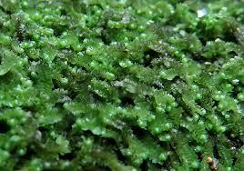 Attēlu rezultāti vaicājumam “Harpanthus scutatus”