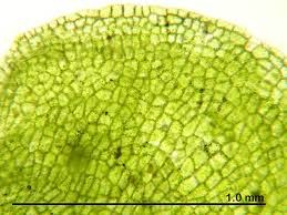 Attēlu rezultāti vaicājumam “Aneura pinguis”