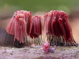 Attēlu rezultāti vaicājumam “Stemonitis sp.”