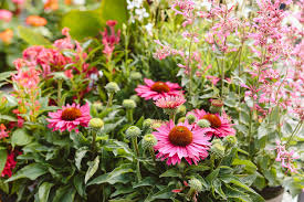 Attēlu rezultāti vaicājumam “Echinacea purpurea flower”
