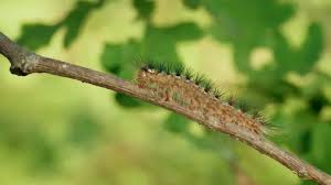 Attēlu rezultāti vaicājumam “Acronicta aceris larva”