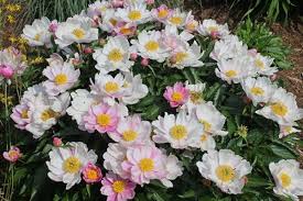 Attēlu rezultāti vaicājumam “Paeonia lactiflora”
