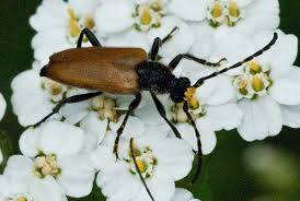 Attēlu rezultāti vaicājumam “Paracorymbia maculicornis”