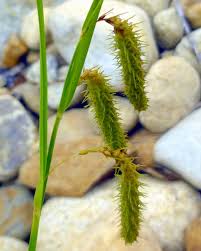 Attēlu rezultāti vaicājumam “Carex pseudocyperus fruit”