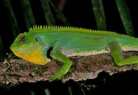 Attēlu rezultāti vaicājumam “Sauria”