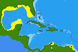 Image result for Rhinoptera brasiliensis