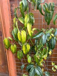 Attēlu rezultāti vaicājumam “Clematis leaf”