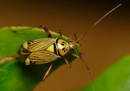 Attēlu rezultāti vaicājumam “Rhabdomiris striatellus imago”