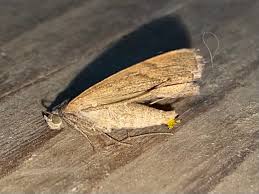 Attēlu rezultāti vaicājumam “Yponomeuta malinellus / cagnagella imago”