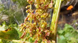 Attēlu rezultāti vaicājumam “Rumex aquaticus leaf”