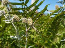 Attēlu rezultāti vaicājumam “Argiope bruennichi female”